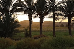 صورة لأشجار النخيل عند غروب الشمس، مع تلال كيش في الخلفية، تصوير عمار الطائي، سبتمبر/أيلول 2022